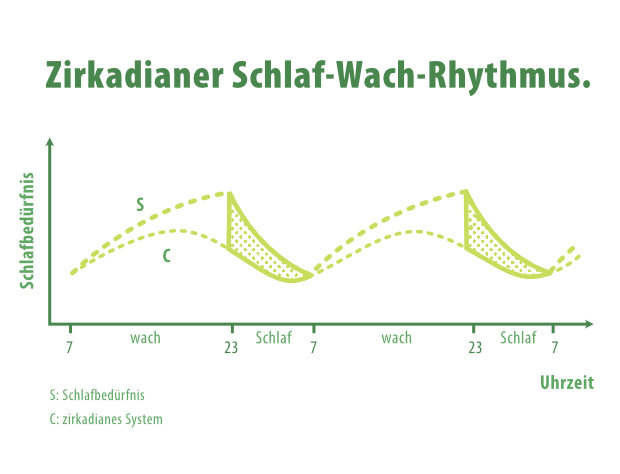 Zirkadianer Schla-Wach-Rhythmus